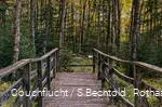 Holzbrücke in das mit Birken bewachsene Edermoor