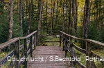 Holzbrücke in das mit Birken bewachsene Edermoor