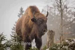 Wisent-Wildnis am Rothaarsteig