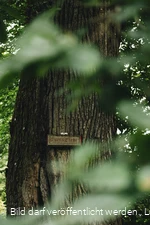 Naturdenkmal Lucaseiche