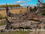 Baumkunst auf der Haincher Höhe auf dem Rothaarsteig