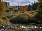 Bunte Herbstbäume im Edertal am Rothaarsteig