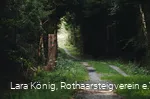 Durch den grünen Wald verlaufenden Rothaarsteig
