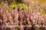 Heideblüte