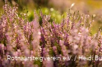 Heideblüte