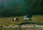 Kühe im grünen Edertal am Rothaarsteig