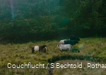 Kühe im grünen Edertal am Rothaarsteig