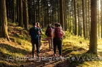 Wandergruppe auf dem Rothaarsteig im Wald im Abendlicht