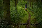 Waldweg auf der Rothaarsteig-Spur Grönebacher Dorfpfad